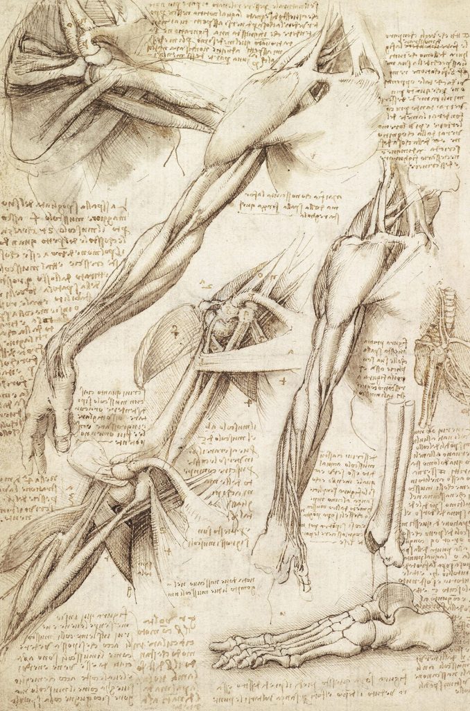 Dessin anatomique de Léonard de Vinci (vers 1509–1510) : étude du bras et de l’épaule avec muscles apparents et annotations manuscrites.
